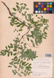 Caragana arborescens Lam., Eastern Europe, Lower Volga region (E9) (Russia)