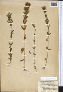 Centaurium erythraea, Caucasus, Krasnodar Krai & Adygea (K1a) (Russia)