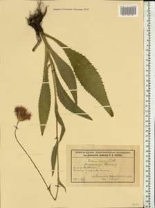 Cirsium canum (L.) All., Eastern Europe, Volga-Kama region (E7) (Russia)