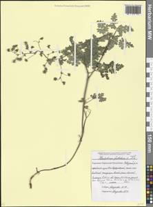 Thalictrum foetidum L., Caucasus, Stavropol Krai, Karachay-Cherkessia & Kabardino-Balkaria (K1b) (Russia)