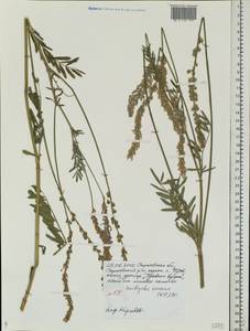 Onobrychis arenaria (Kit.)DC., Eastern Europe, Lower Volga region (E9) (Russia)