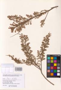 Tamarix laxa Willd., Middle Asia, Caspian Ustyurt & Northern Aralia (M8) (Kazakhstan)