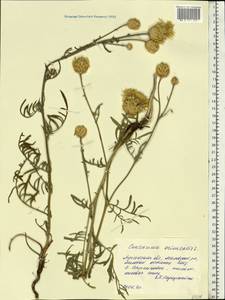 Centaurea orientalis L., Eastern Europe, North Ukrainian region (E11) (Ukraine)