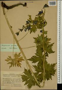Delphinium speciosum M. Bieb., Caucasus, South Ossetia (K4b) (South Ossetia)