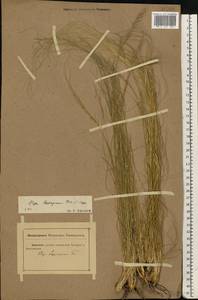 Stipa lessingiana Trin. & Rupr., Eastern Europe, Rostov Oblast (E12a) (Russia)