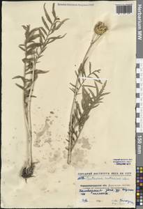 Rhaponticoides ruthenica (Lam.) M.V.Agab. & Greuter, Eastern Europe, North Ukrainian region (E11) (Ukraine)