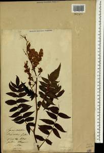 Sorbaria sorbifolia (L.) A.Braun, South Asia, South Asia (Asia outside ex-Soviet states and Mongolia) (ASIA) (Lithuania)