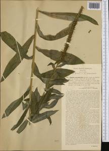 Digitalis lutea subsp. australis (Ten.) Arcang., Western Europe (EUR) (Italy)