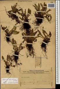 Asplenium ceterach subsp. ceterach, Caucasus, Azerbaijan (K6) (Azerbaijan)