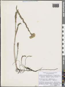 Achillea setacea Waldst. & Kit., Eastern Europe, Central forest-and-steppe region (E6) (Russia)