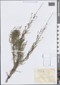 Spiraeanthus schrenkianus (C.A.Mey.) Maxim., Middle Asia, Western Tian Shan & Karatau (M3) (Kazakhstan)