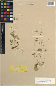 Saxifraga hederacea L., South Asia, South Asia (Asia outside ex-Soviet states and Mongolia) (ASIA) (Turkey)