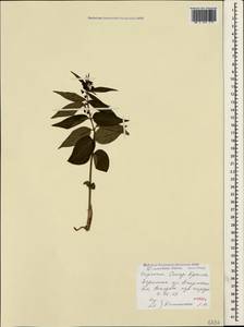 Vincetoxicum fuscatum (Hornem.) Rchb., Crimea (KRYM) (Russia)