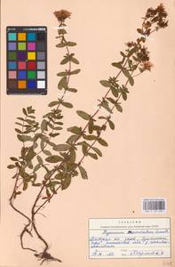 Hypericum maculatum Crantz, Eastern Europe, North-Western region (E2) (Russia)