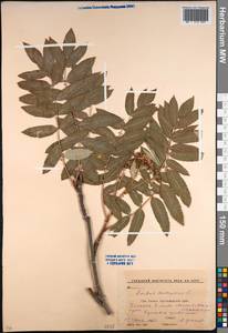 Sorbus aucuparia L., Caucasus, Krasnodar Krai & Adygea (K1a) (Russia)