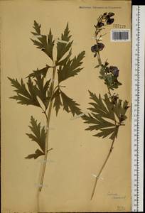 Aconitum kusnezoffii Rchb., Siberia (no precise locality) (S0) (Russia)