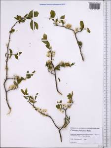 Prunus fruticosa Pall., Middle Asia, Caspian Ustyurt & Northern Aralia (M8) (Kazakhstan)