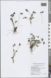 Viola ambigua Waldst. & Kit., Eastern Europe, Lower Volga region (E9) (Russia)