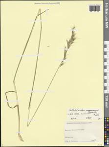 Helictochloa armeniaca (Schischk.) Romero Zarco, Caucasus, Dagestan (K2) (Russia)