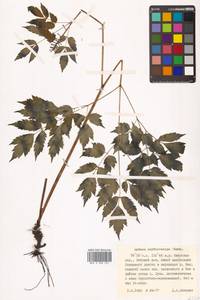 Actaea rubra subsp. rubra, Siberia, Russian Far East (S6) (Russia)