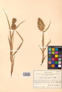 Carex macrocephala Willd. ex Spreng., Siberia, Russian Far East (S6) (Russia)