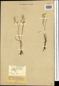 Bromus squarrosus L., Caucasus, Stavropol Krai, Karachay-Cherkessia & Kabardino-Balkaria (K1b) (Russia)