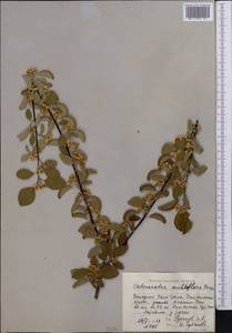 Cotoneaster multiflorus Bunge, Middle Asia, Western Tian Shan & Karatau (M3) (Kyrgyzstan)