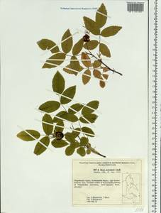 Rosa acicularis Lindl., Siberia, Chukotka & Kamchatka (S7) (Russia)