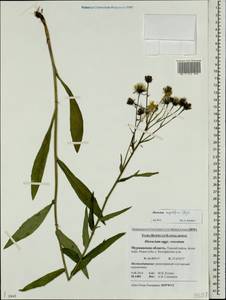 Hieracium angustifrons Schljakov, Eastern Europe, Northern region (E1) (Russia)