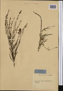 Linaria repens (L.) Mill., Western Europe (EUR) (Not classified)