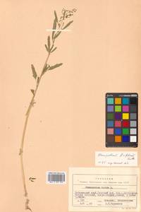 Chenopodium ficifolium Sm., Siberia, Russian Far East (S6) (Russia)