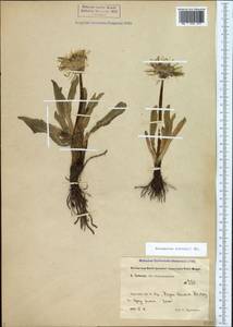 Taraxacum stevenii (Spreng.) DC., Caucasus, Turkish Caucasus (NE Turkey) (K7) (Turkey)