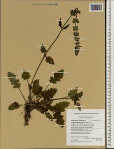 Salvia verbenaca L., South Asia, South Asia (Asia outside ex-Soviet states and Mongolia) (ASIA) (Cyprus)