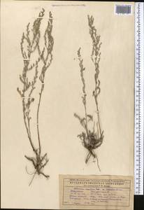Seriphidium kasakorum (Krasch.) K. Bremer & C.J. Humphries, Middle Asia, Caspian Ustyurt & Northern Aralia (M8) (Kazakhstan)