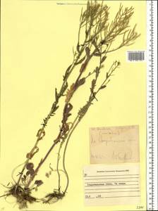 Barbarea vulgaris W.T.Aiton, Eastern Europe, North Ukrainian region (E11) (Ukraine)