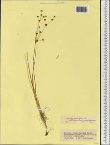 Juncus alpinoarticulatus subsp. fischerianus (Turcz. ex V. I. Krecz.) Hämet-Ahti, Mongolia (MONG) (Mongolia)