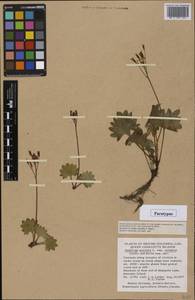 Micranthes nelsoniana var. carlottae (Calder & Savile) Gornall & H.Ohba, America (AMER) (Canada)