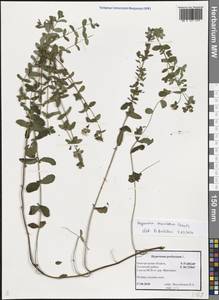 Hypericum maculatum Crantz, Eastern Europe, North-Western region (E2) (Russia)