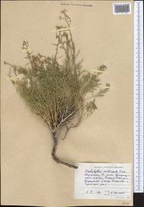 Haplophyllum multicaule Vved., Middle Asia, Dzungarian Alatau & Tarbagatai (M5) (Kazakhstan)