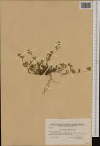 Trifolium affine C.Presl, Western Europe (EUR) (Bulgaria)