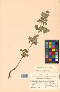 Thalictrum minus subsp. elatum (Jacq.) Stoj. & Stef., Siberia, Russian Far East (S6) (Russia)