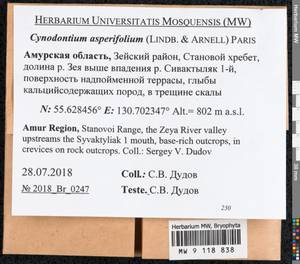 Cynodontium asperifolium (Lindb. ex Arnell) Paris, Bryophytes, Bryophytes - Russian Far East (excl. Chukotka & Kamchatka) (B20) (Russia)