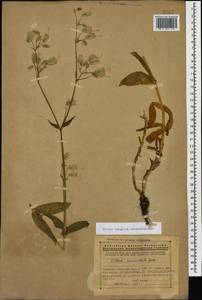 Silene vulgaris (Moench) Garcke, Caucasus, Armenia (K5) (Armenia)
