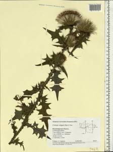 Cirsium vulgare (Savi) Ten., Eastern Europe, Central region (E4) (Russia)