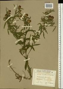 Centaurea trichocephala M. Bieb. ex Willd., Eastern Europe, South Ukrainian region (E12) (Ukraine)