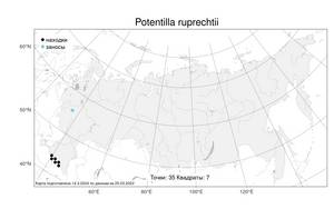 Potentilla ruprechtii Boiss., Atlas of the Russian Flora (FLORUS) (Russia)