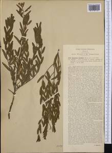 Poacynum venetum (L.) Mavrodiev, Laktionov & Yu. E. Alexeev, Western Europe (EUR) (Italy)