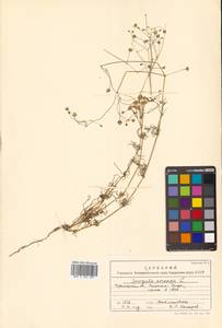 Spergula arvensis L., Siberia, Russian Far East (S6) (Russia)