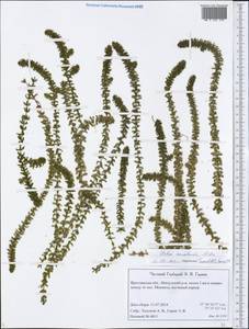 Elodea canadensis Michx., Eastern Europe, Central forest region (E5) (Russia)