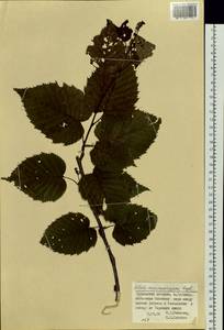 Betula maximowicziana Regel, Siberia, Russian Far East (S6) (Russia)